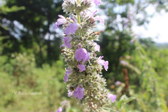 Anisomeles malabarica